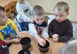 Dzieci sadzą cebulki kwiatów w doniczkach.
