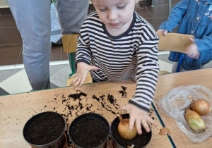 Dzieci sadzą cebulki kwiatów w doniczkach.